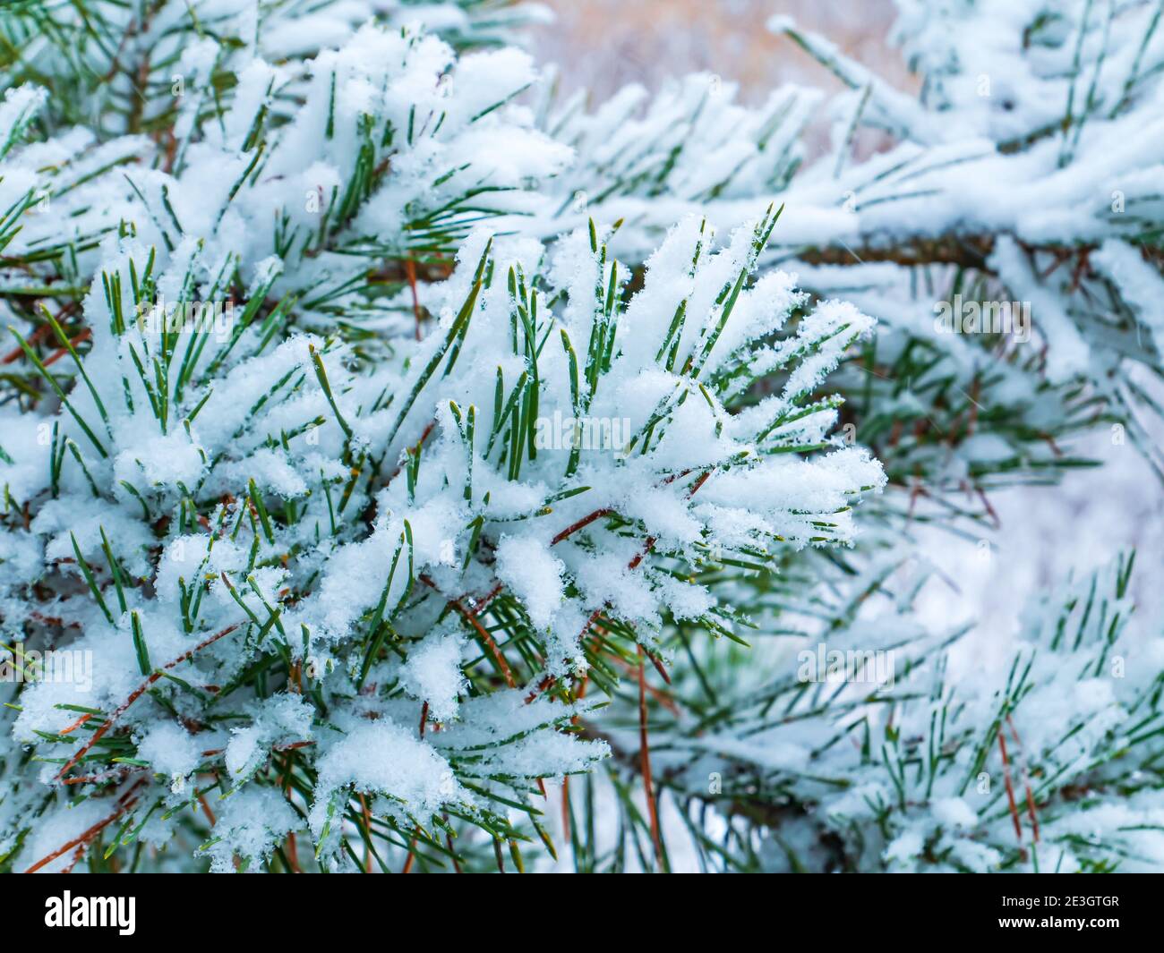 Green branches of a pine tree in the snow. Snow blizzard. Forest. Pine ...