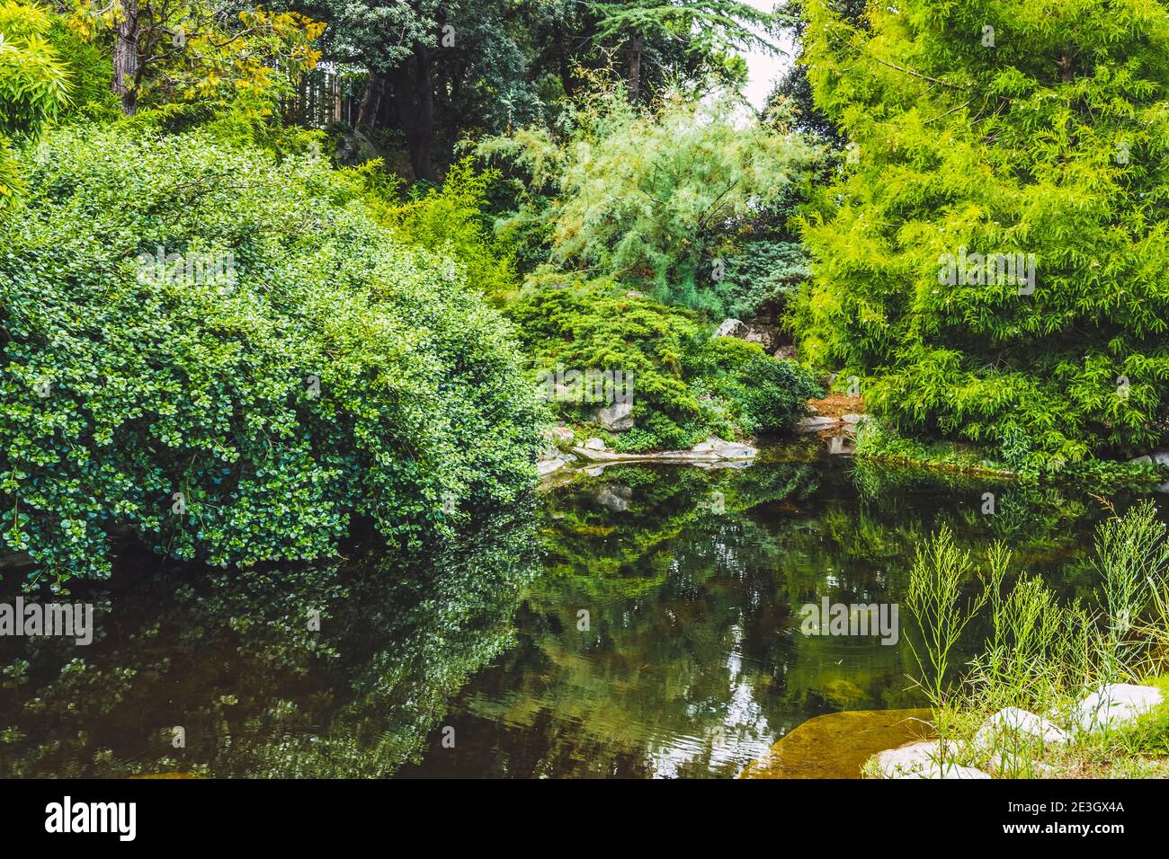 lake with reflection of trees and plants Stock Photo - Alamy
