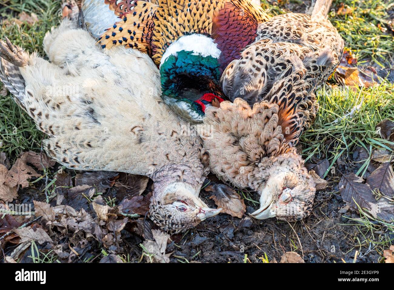 Dead pheasants shot on a pheasant shoot in the rural Oxfordshire countryside. Stock Photo