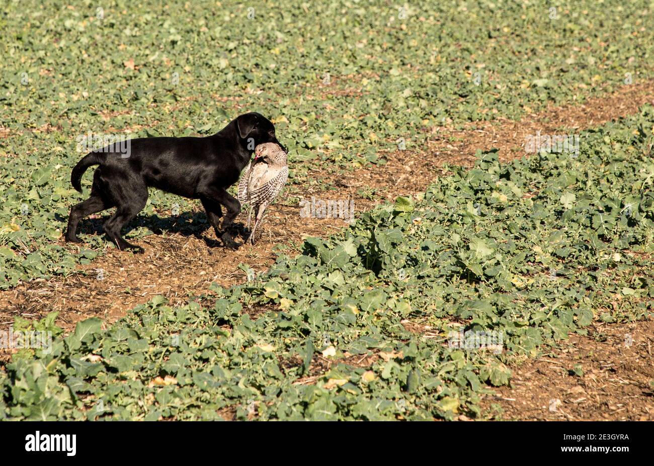 A working black Labrador dog carrying a shot pheasant. Stock Photo