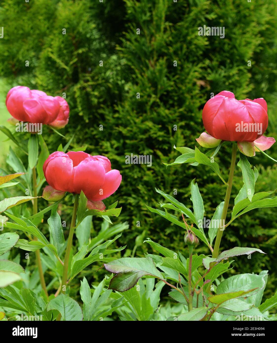 Peonies flower bloom in peonies garden. Nature Stock Photo - Alamy