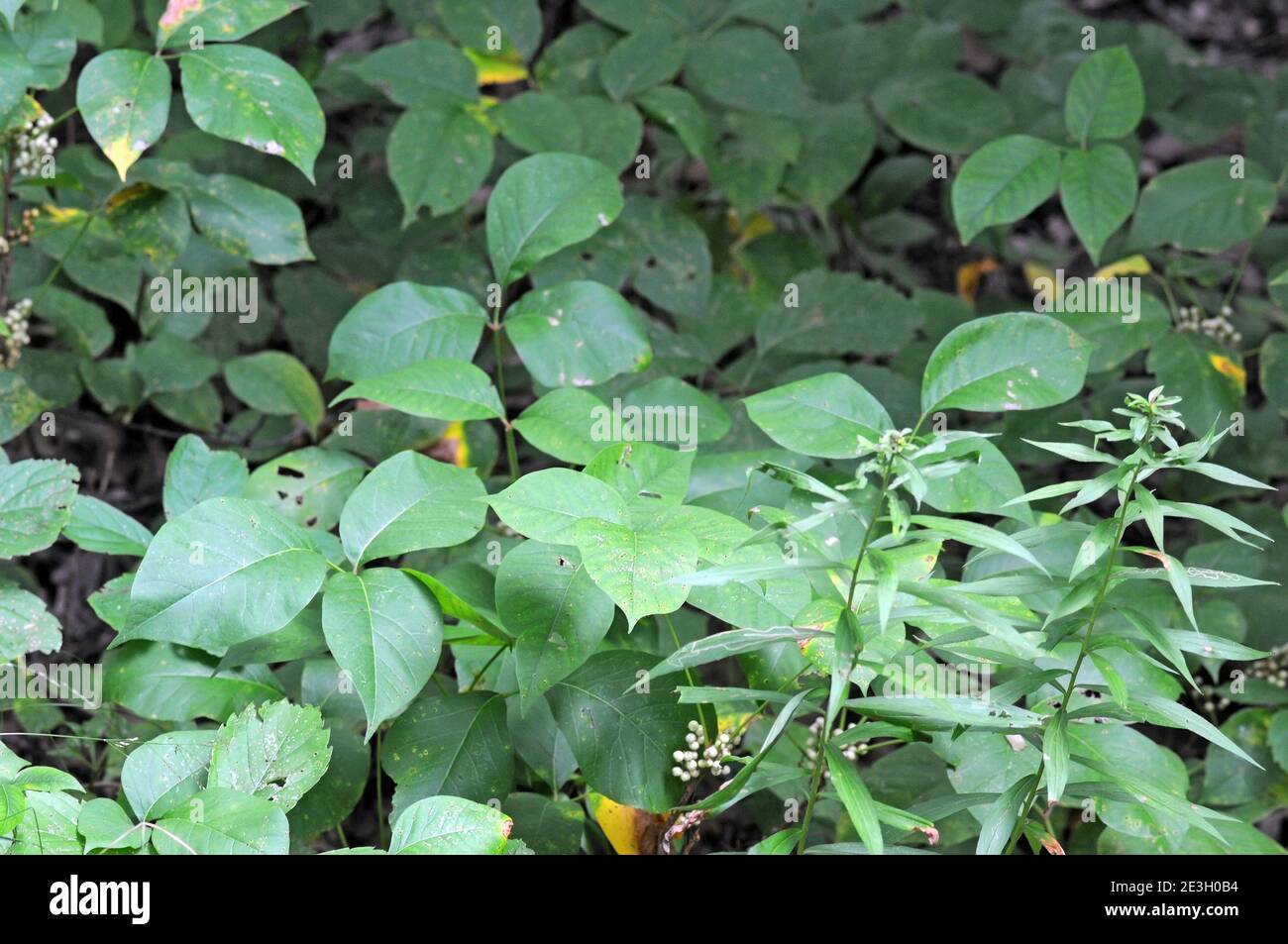 Poison Ivy, Toxicodendron radicans In the forest Stock Photo