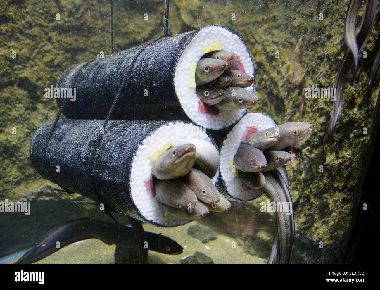 Sendai Umino-Mori Aquarium in northeastern Japan. 19th January, 2021.  Conger eels poke their heads out from tubes that look like "ehomaki" sushi  rolls at Sendai Umino-Mori Aquarium in northeastern Japan on Jan.