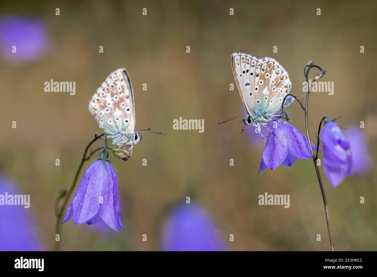 Chalkhill Blue Butterfly; Polyommatus coridon; Male; UK Stock Photo Alamy
