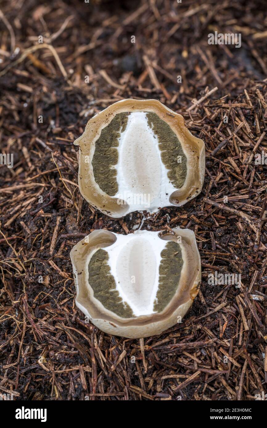 Common Stinkhorn Egg Dissection; Phallus impudicus; UK Stock Photo Alamy
