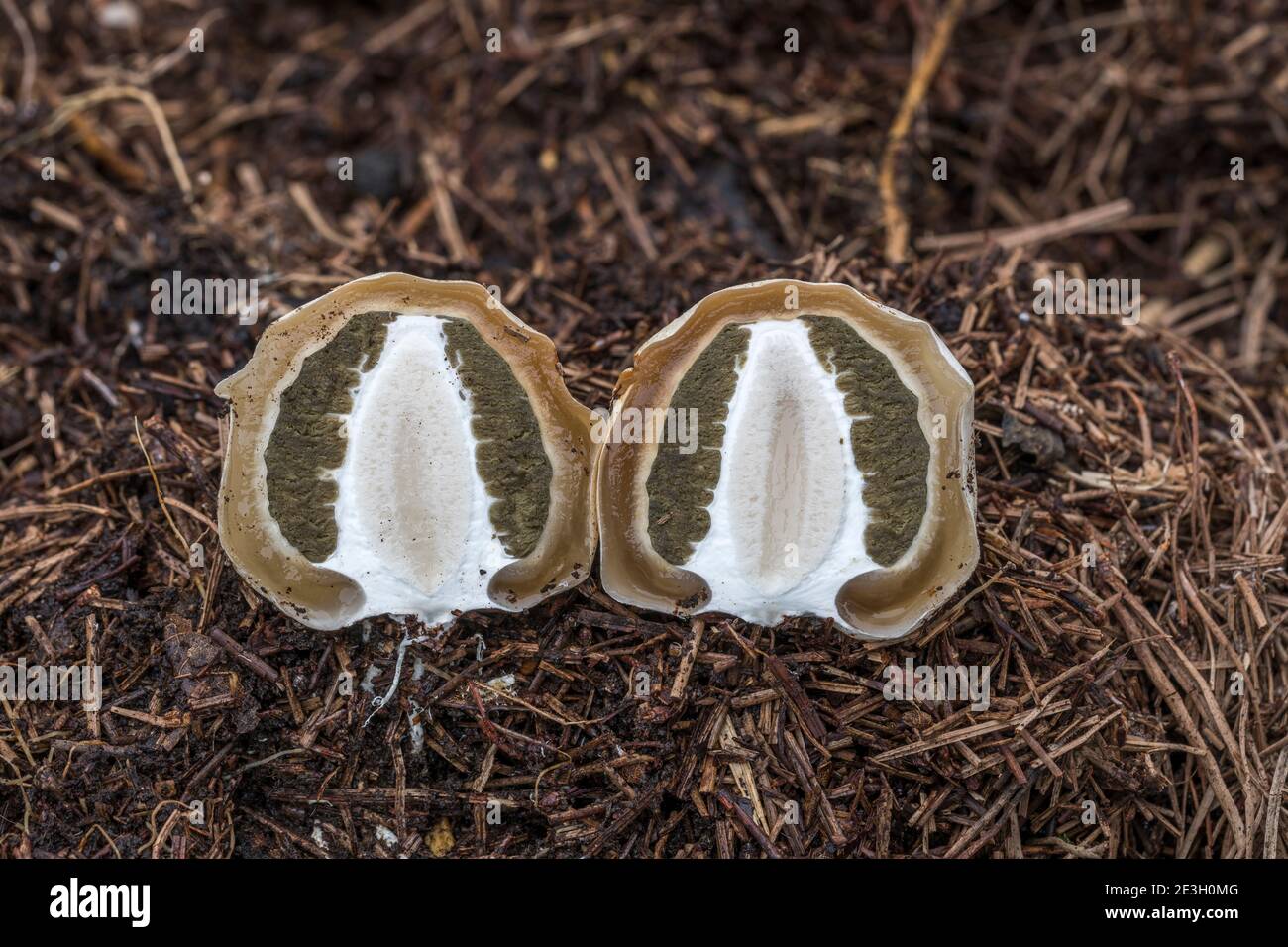 Common Stinkhorn Egg Dissection; Phallus impudicus; UK Stock Photo Alamy