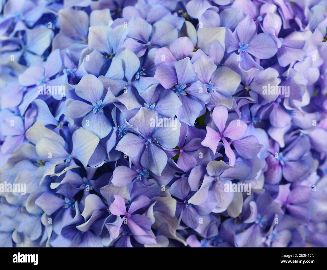 Beautiful flower of hydrangea isolated on a white background Stock ...