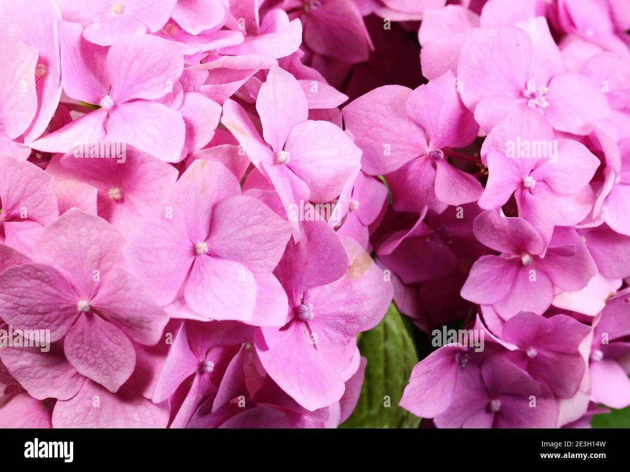 Beautiful flower of hydrangea isolated on a white background Stock ...