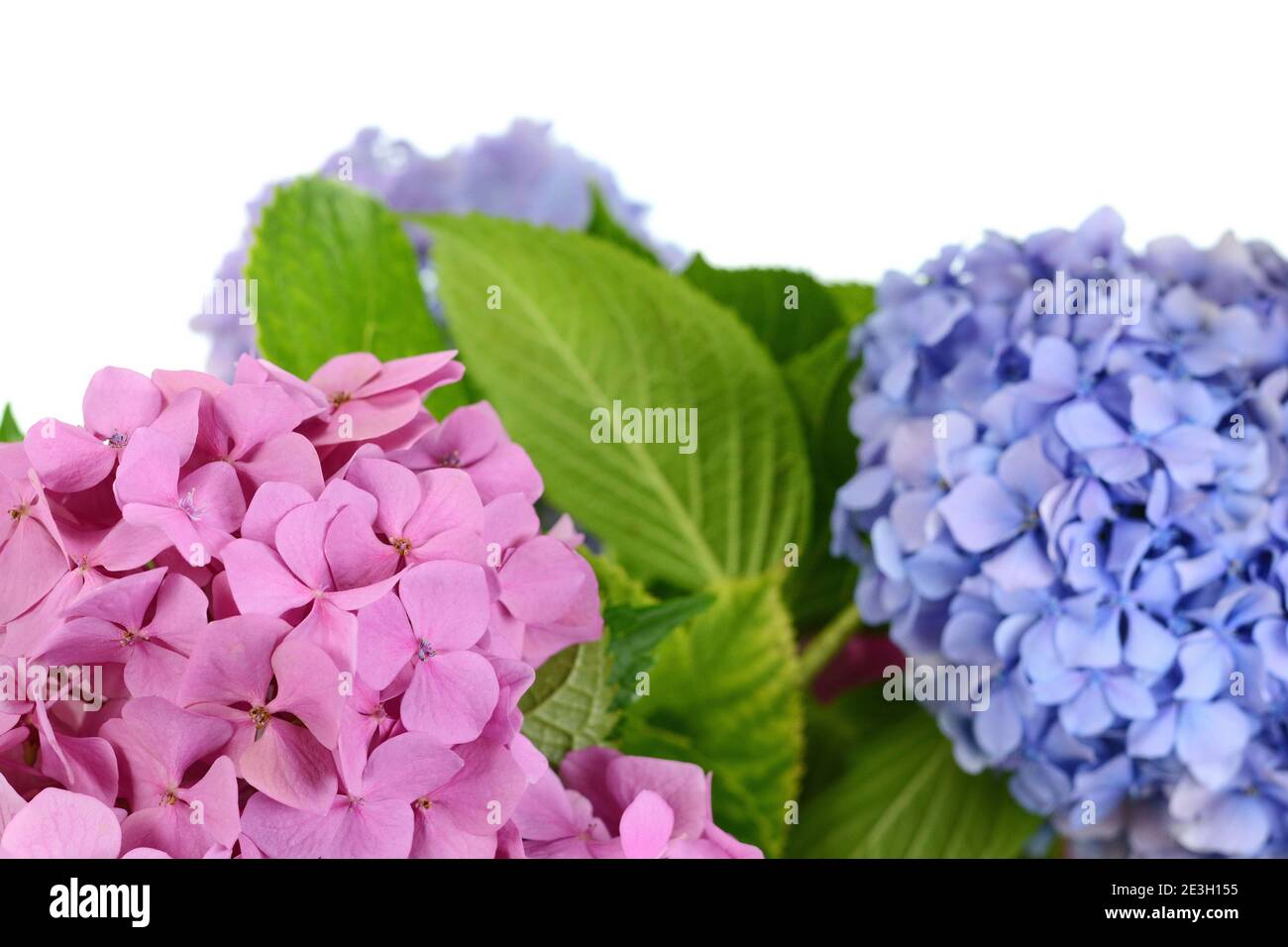 Beautiful flower of hydrangea isolated on a white background Stock ...