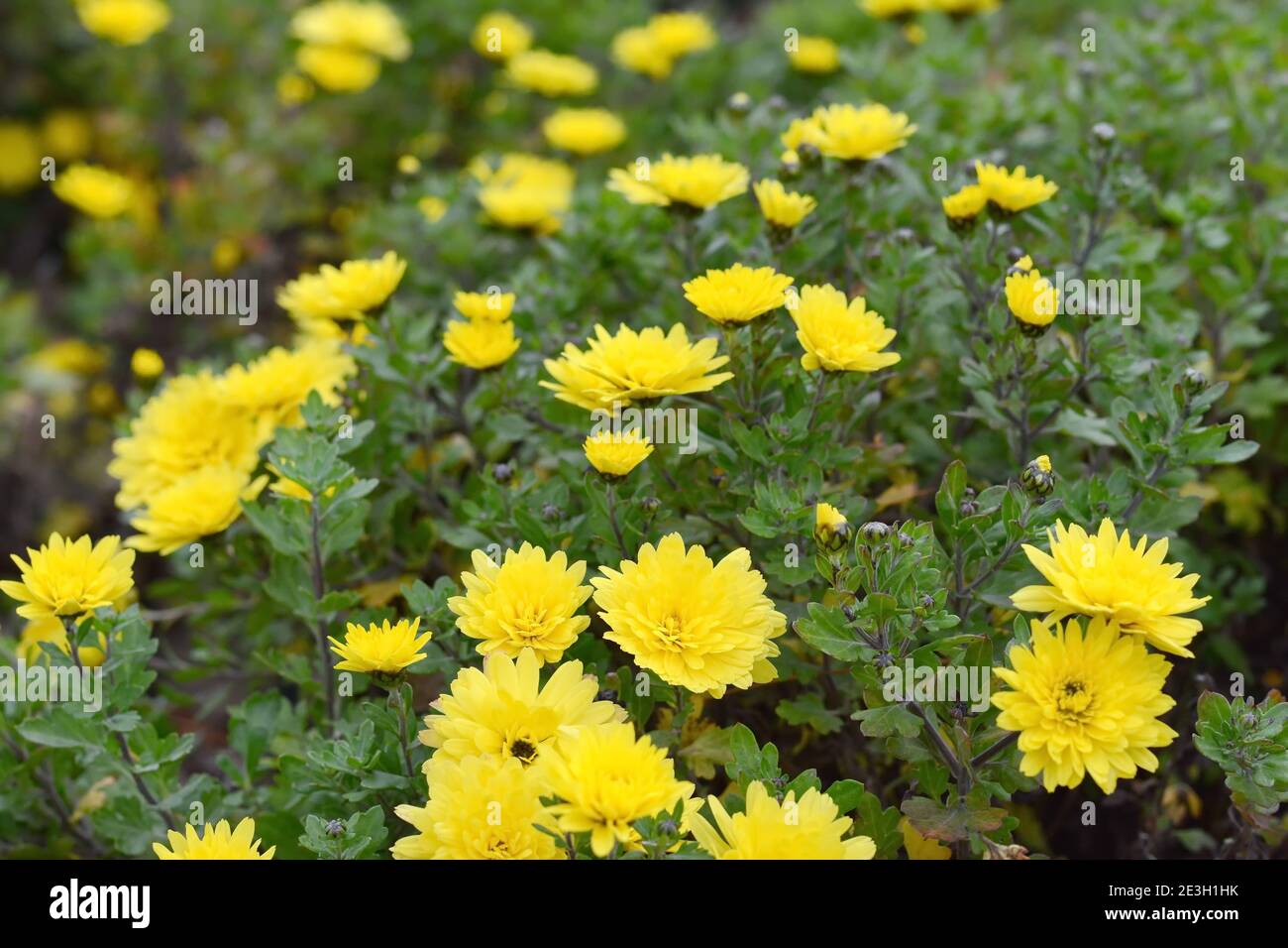 A close up photo of a bunch of yellow chrysanthemum flowers. Chrysanthemum pattern in flowers
