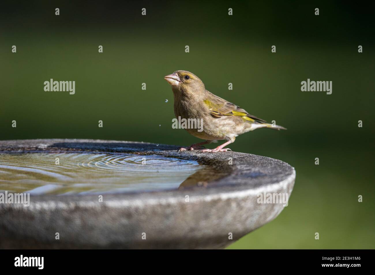 Greenfinch; Chloris chloris; Female Drinking at Bird Bath; UK Stock Photo