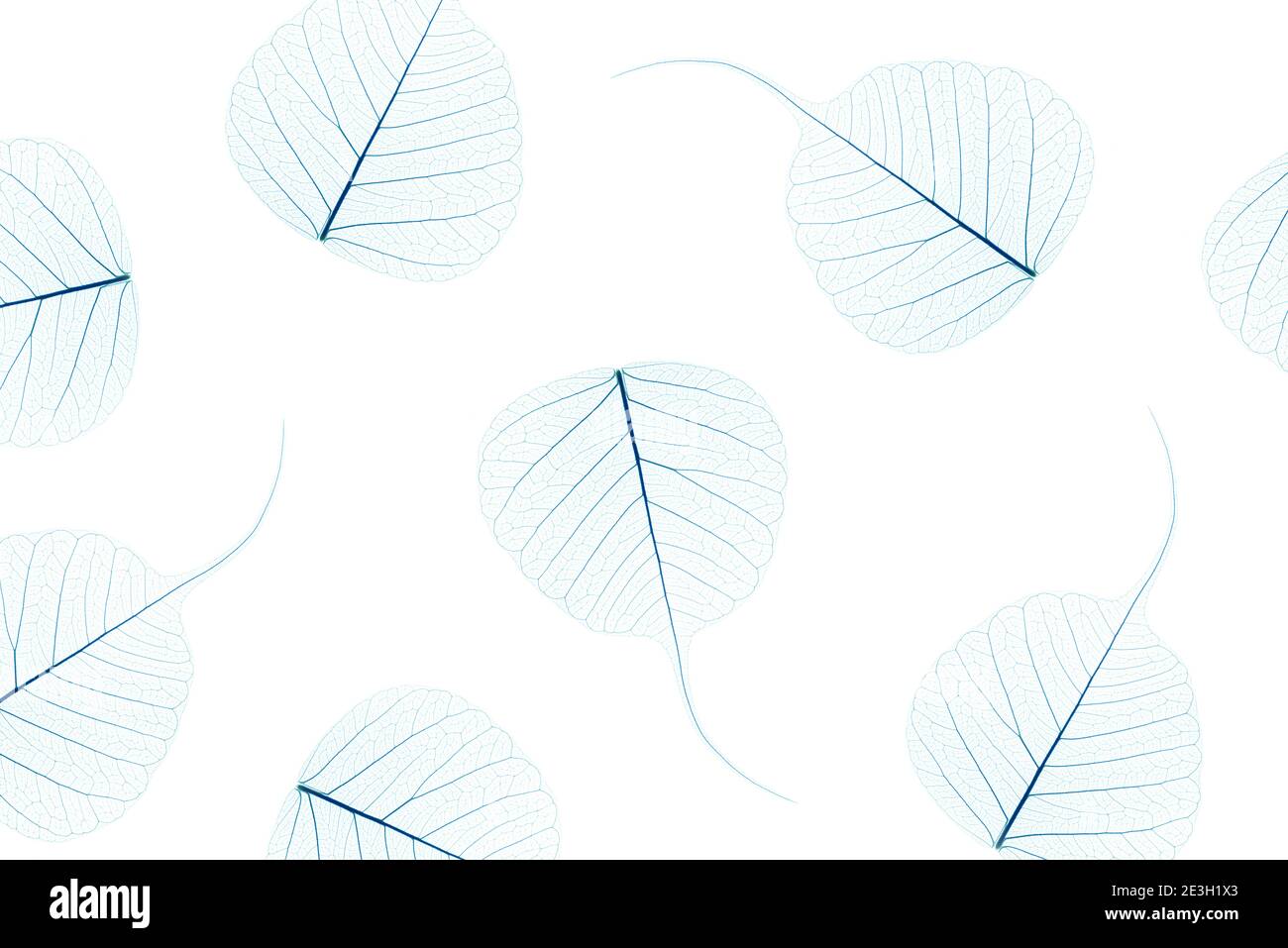 A repeating pattern of dried leaf skeletons. Stock Photo