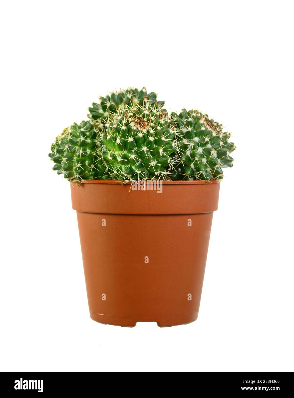 Cactus in a pot isolated on white background Stock Photo - Alamy