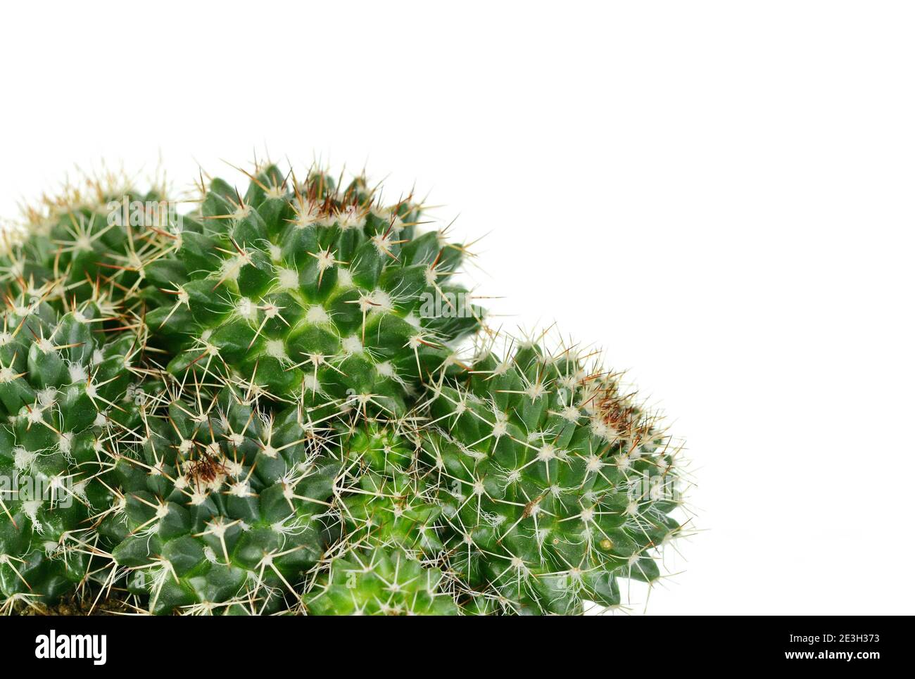 Cactus in a pot isolated on white background Stock Photo - Alamy
