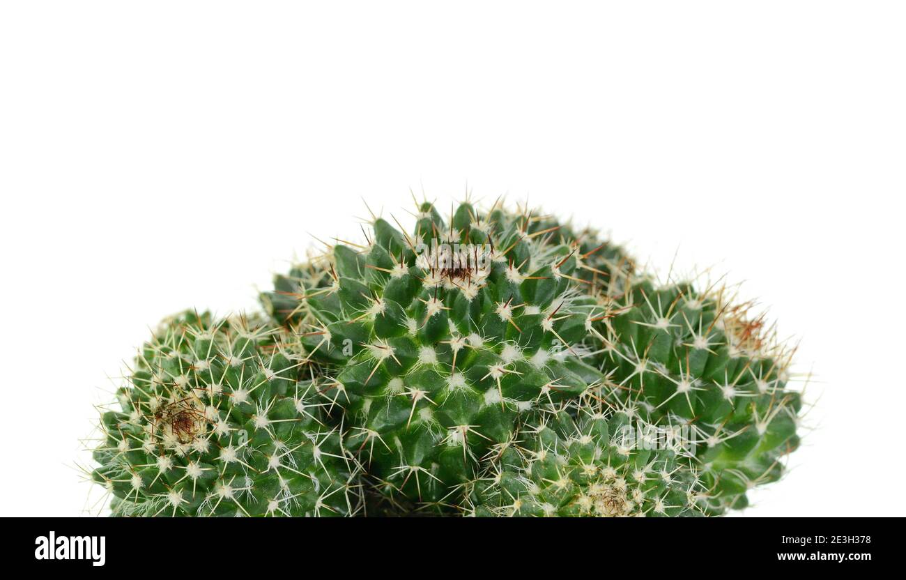 Cactus in a pot isolated on white background Stock Photo - Alamy