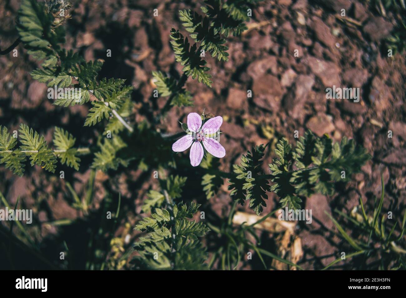 small lilac erodium flower on the ground of a field Stock Photo