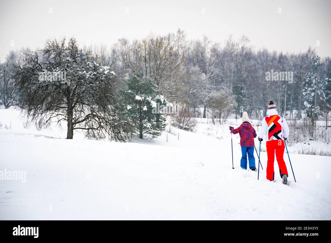 Mother and son or daughter skiers cross country skiing on a track in beautiful winter wonderland scenery in Lithuania in winter, forest, outdoor sport Stock Photo