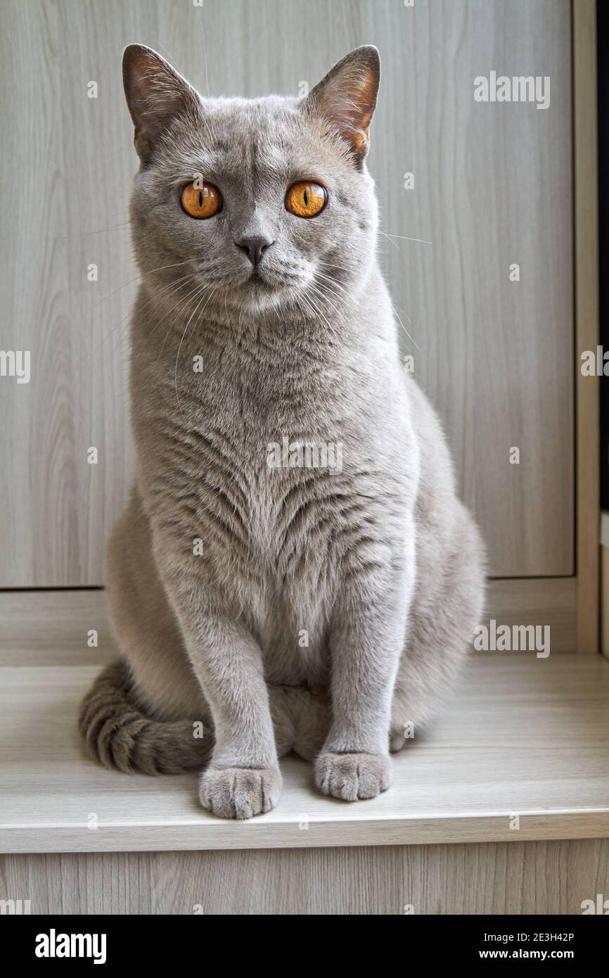 A gray british cat sits on the balcony near the window Stock Photo - Alamy