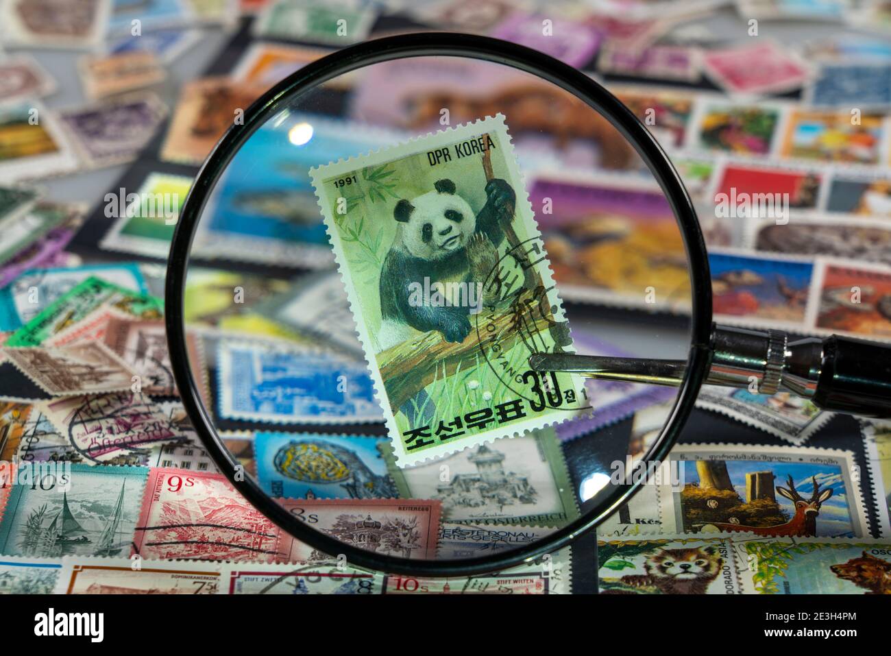 Stamp collection, collect, postage stamps, postage stamps from different countries, magnifying glass, stamp with panda bear from North Korea, Stock Photo