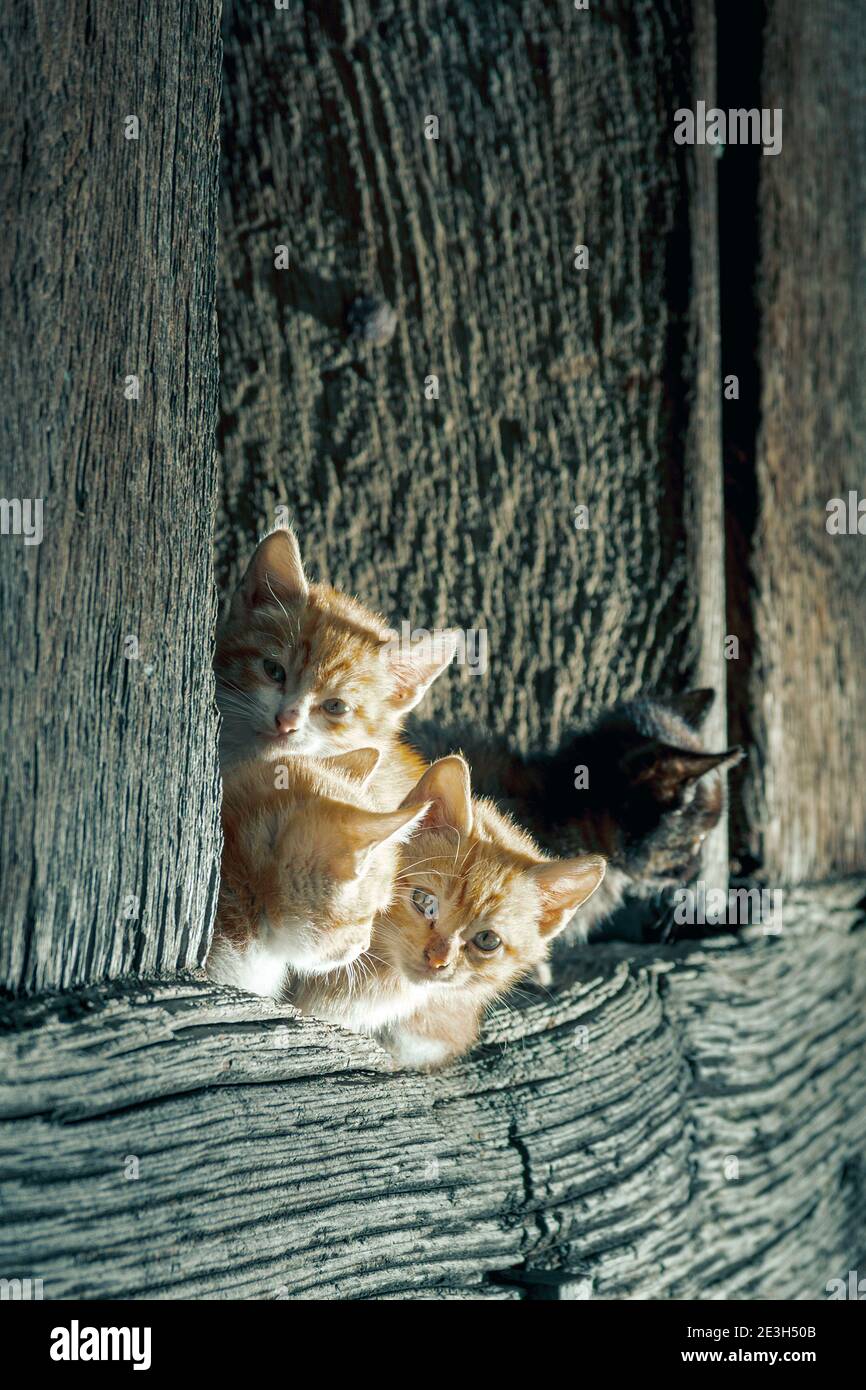 cats in a town in the council of Aller in Asturias, Spain.In the photograph there are four cats, three orange and white cats and a black cat.Cats are Stock Photo