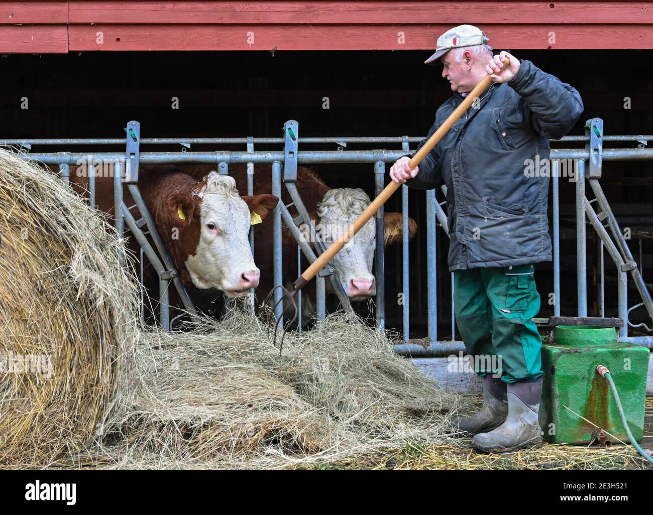 19 January 2021, Brandenburg, Löhme: Hans-Ulrich Peters, farmer, feeds hay  to his Simmental cattle. On 20 and 21 January, companies from the  agricultural and food industry, trade visitors, representatives from retail  or