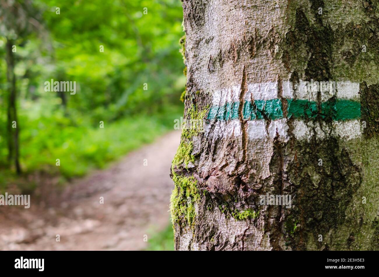Marking the tourist route painted on the tree. Detail of touristic 
