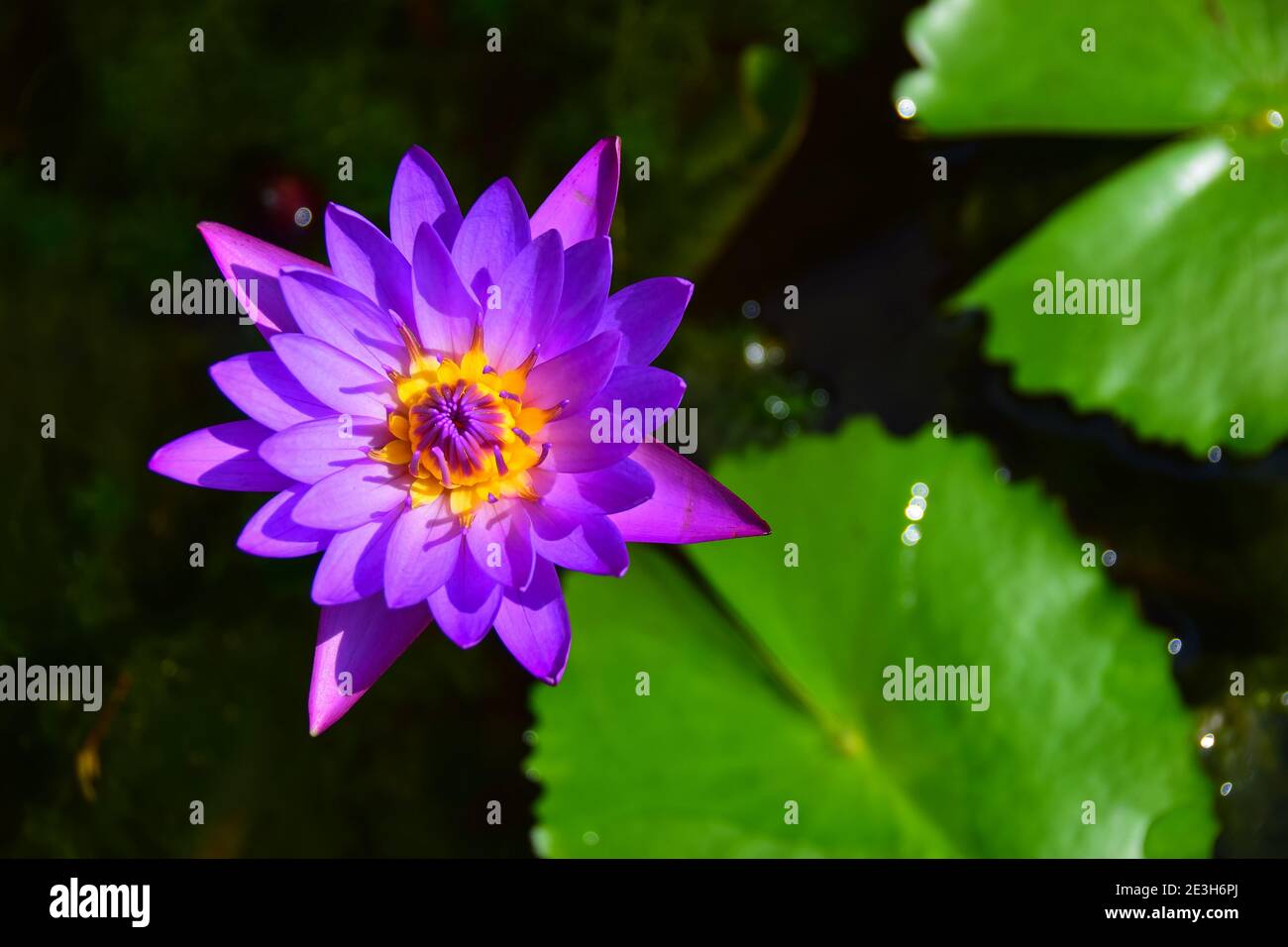Water Lily, Varkala, Kerala, India Stock Photo Alamy