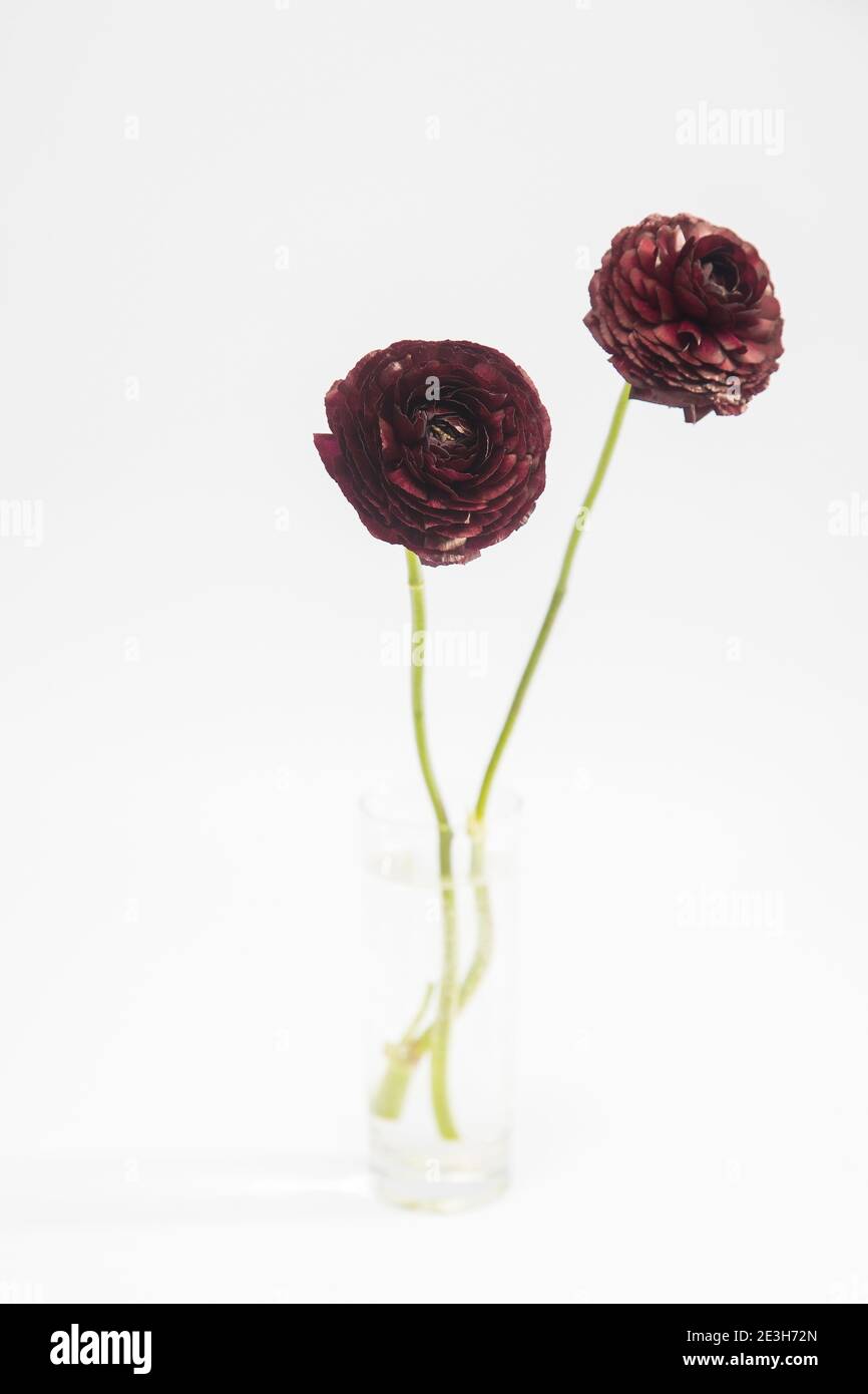 A bouquet of dark brown burgundy ranunculus are in a tall glass vase on ...