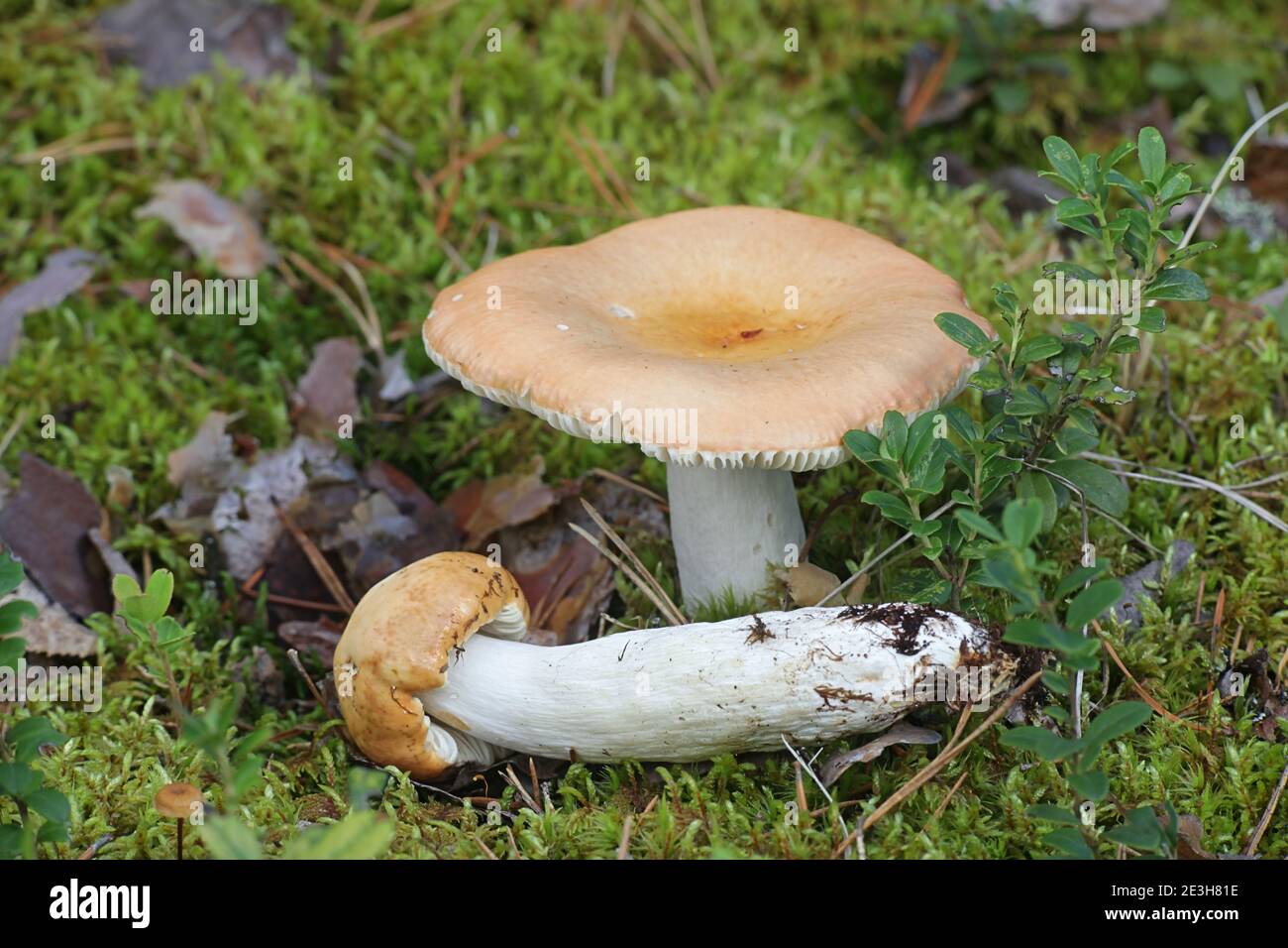 Russula decolorans, copper brittlegill, wild edible mushroom from Finland Stock Photo