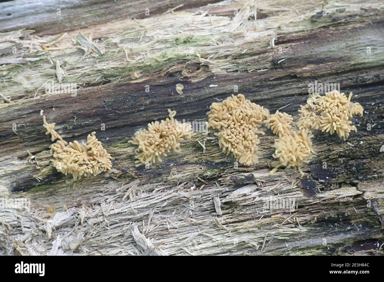 Arcyria obvelata (prev. Arcyria nutans), a species of slime mold in the family Trichiidae photographed in Finland, no common english name Stock Photo