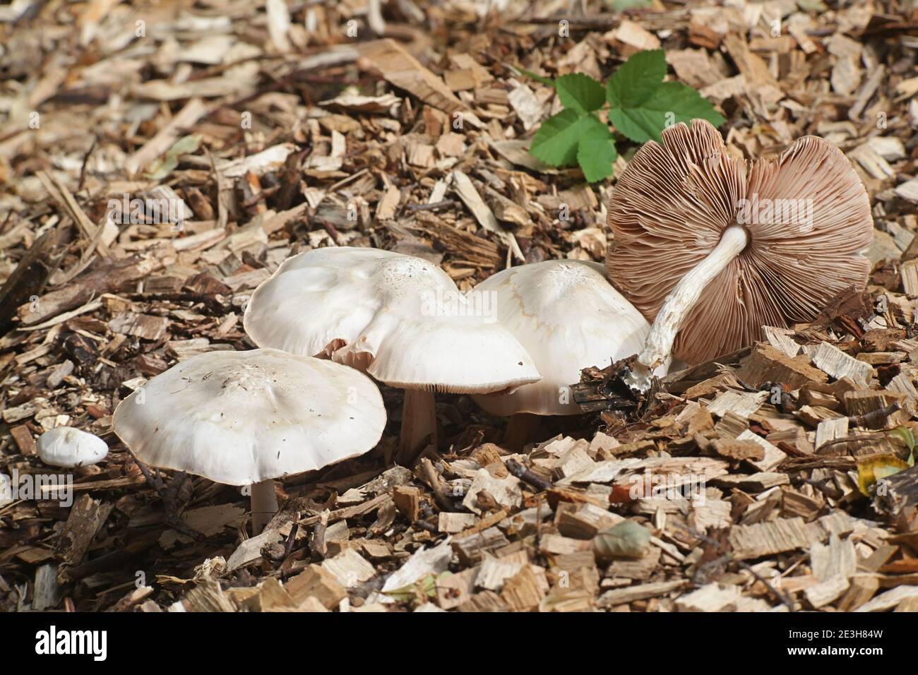 Pluteus petasatus (Pluteus petasatus coll.), a shield mushroom growing on wood chips in Finland, no common english name Stock Photo