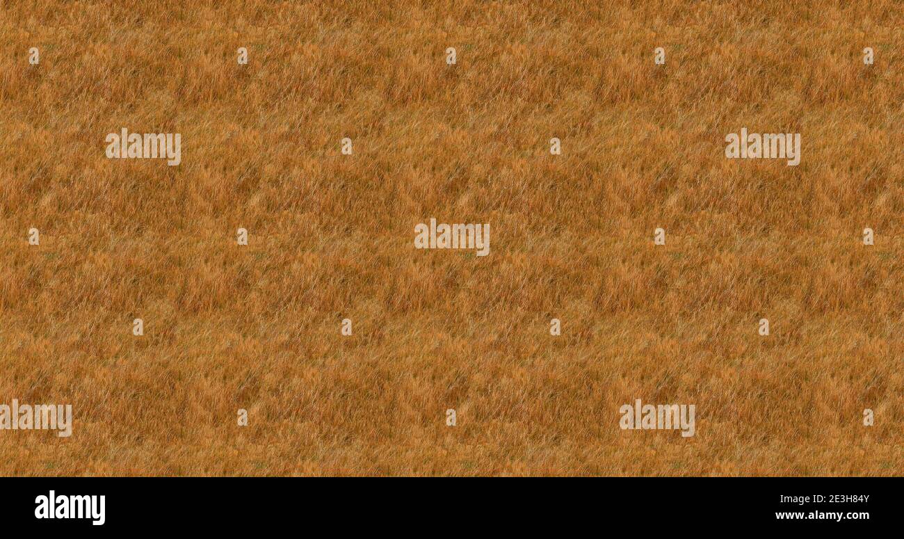 Steppe field nature background, natural texture pattern illustration. Stock Photo