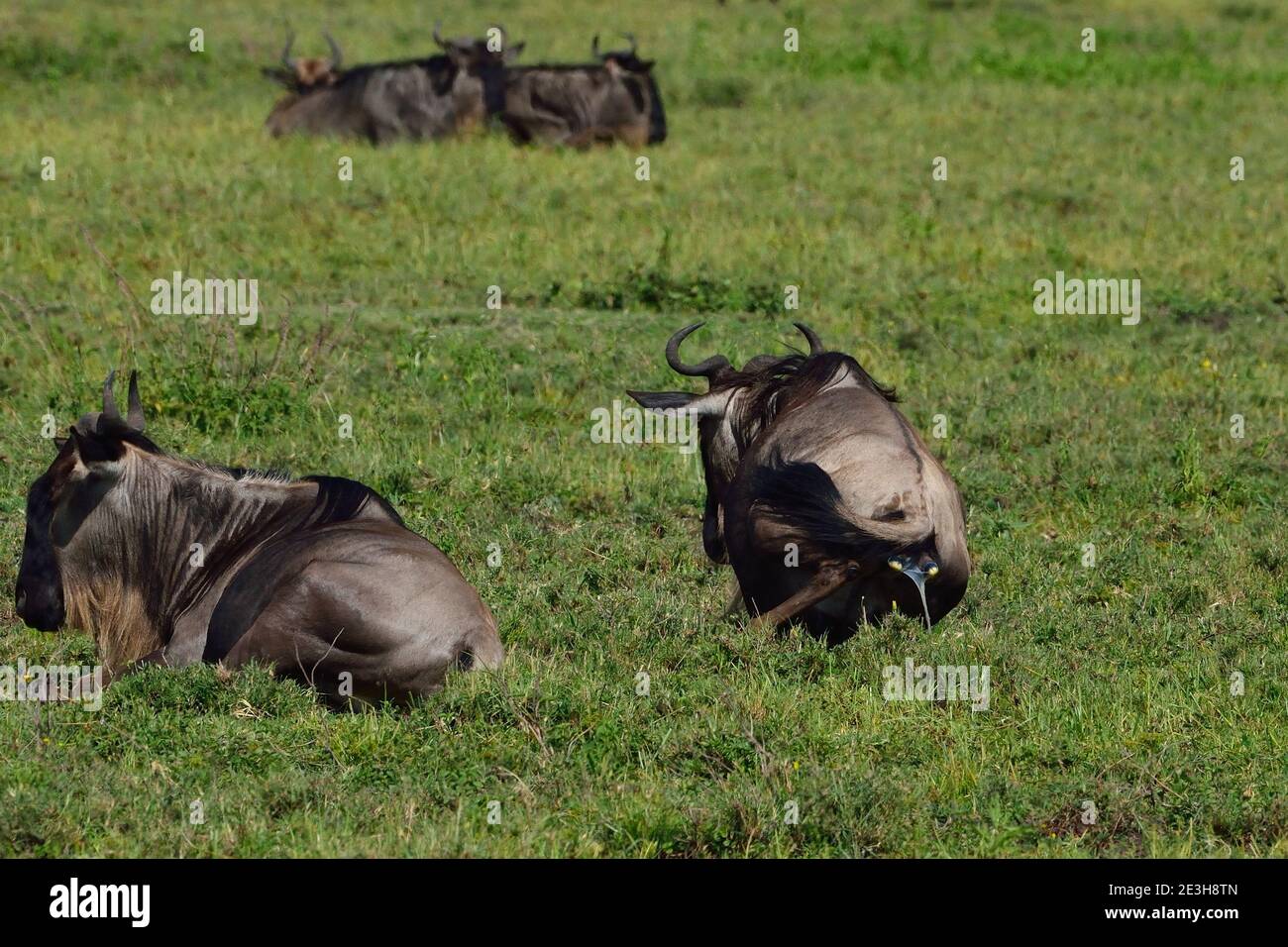 Birth of a gnu, Serengeti, Tanzania Stock Photo