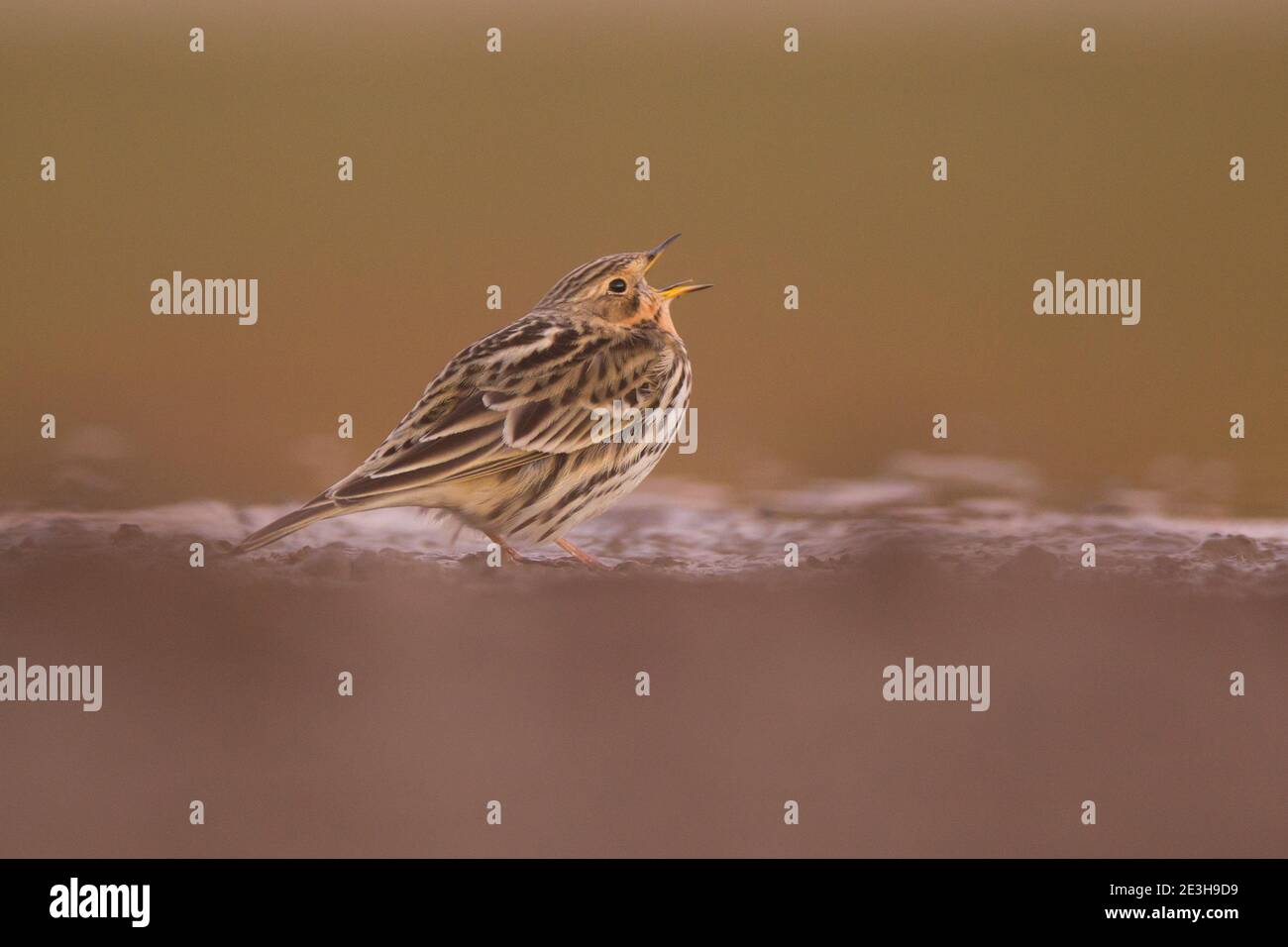 Red-throated pipit (Anthus cervinus) on the ground. This small passerine bird breeds in the far north of Europe and Asia, with a foothold in northern Stock Photo