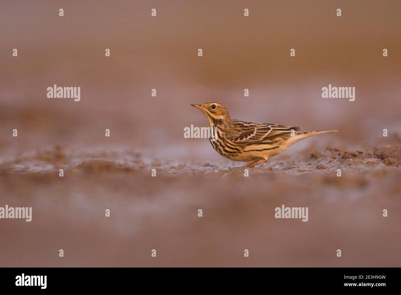 Red-throated pipit (Anthus cervinus) on the ground. This small passerine bird breeds in the far north of Europe and Asia, with a foothold in northern Stock Photo
