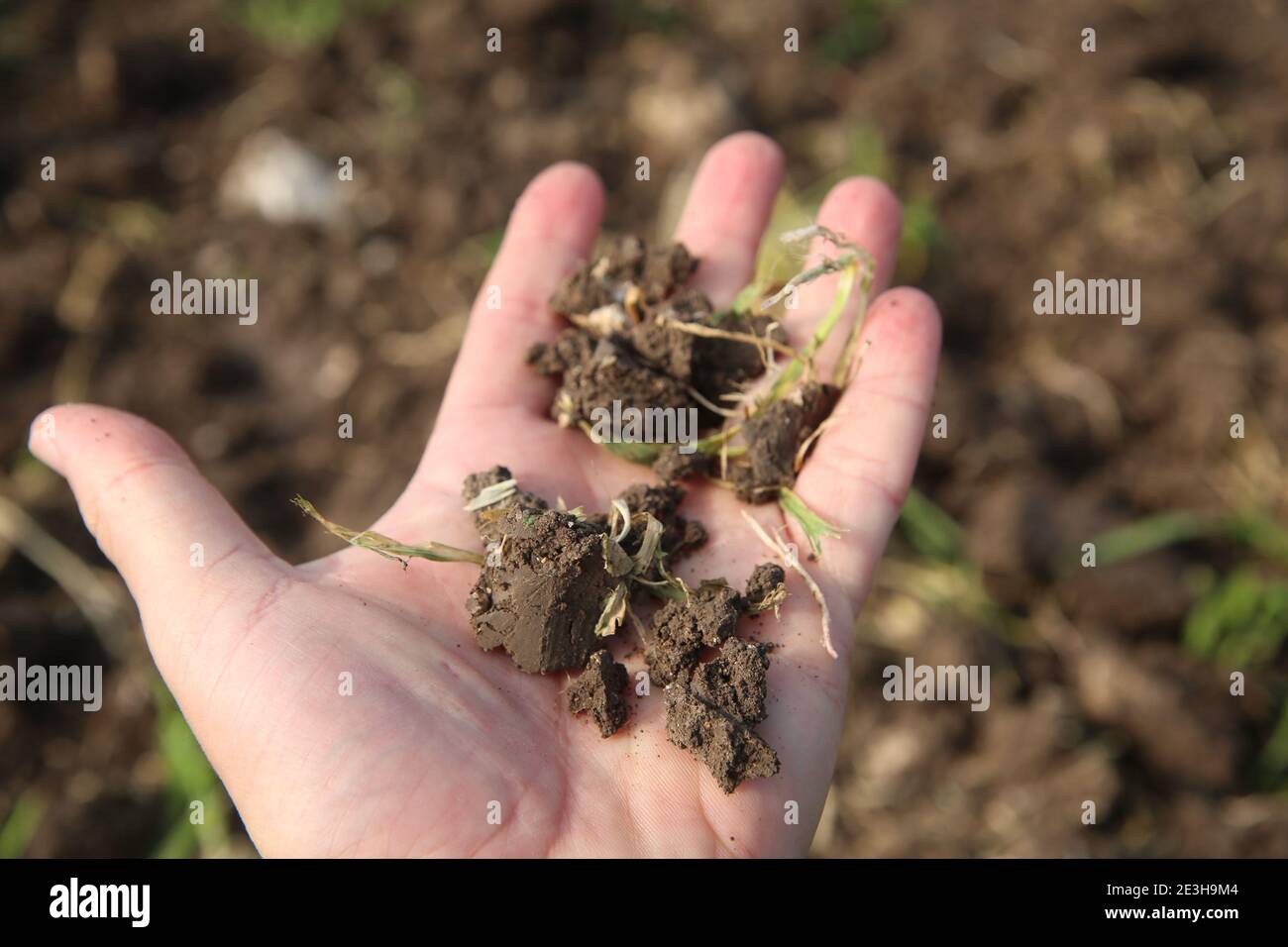 Growth and Agriculture concept A hand holds a clod of earth Stock Photo