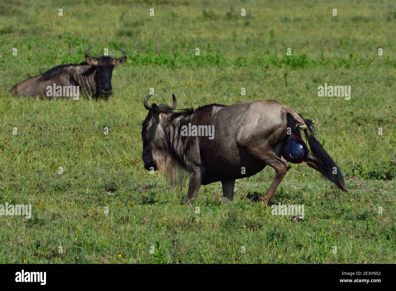 Birth of a gnu, Serengeti, Tanzania Stock Photo