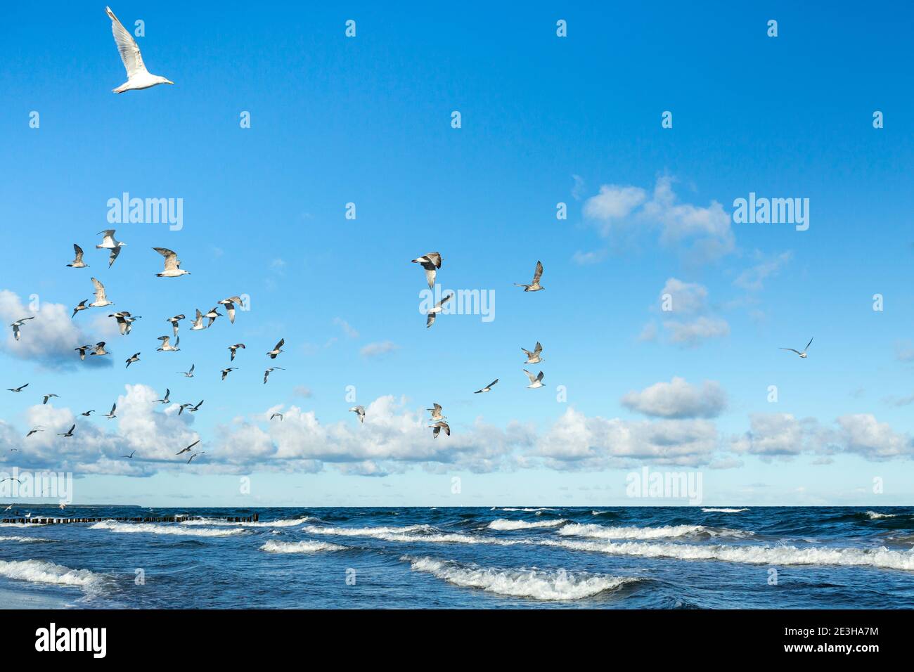 Flying birds above a beach after sunrise at the Baltic Sea Stock Photo