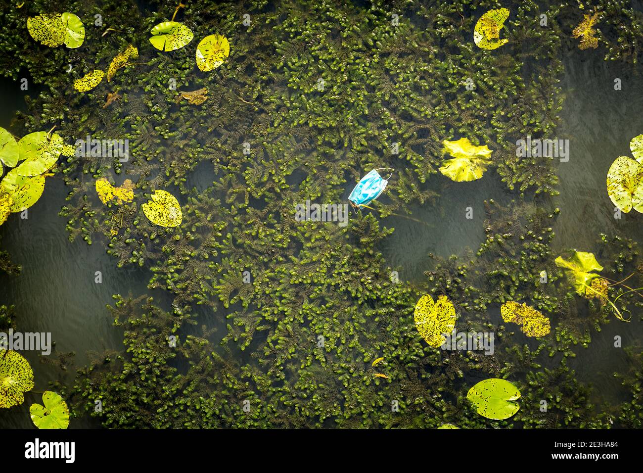 Surgical face mask floating in a river next to becoming part of nature during 2020 Covid19 pandemic Stock Photo