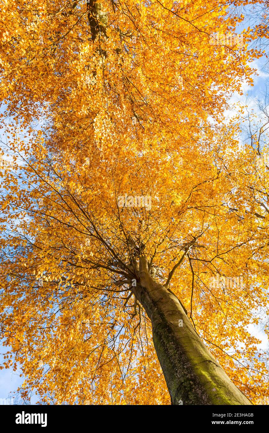 Two tall beech trees in bright orange autumn colours shot from
