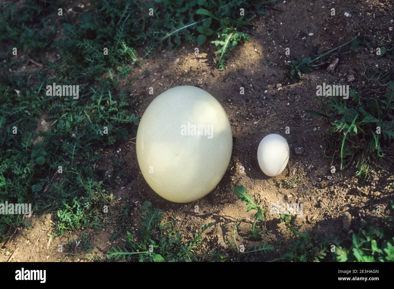 Side by side comparison between an Ostrich egg (left) and chicken egg Stock Photo