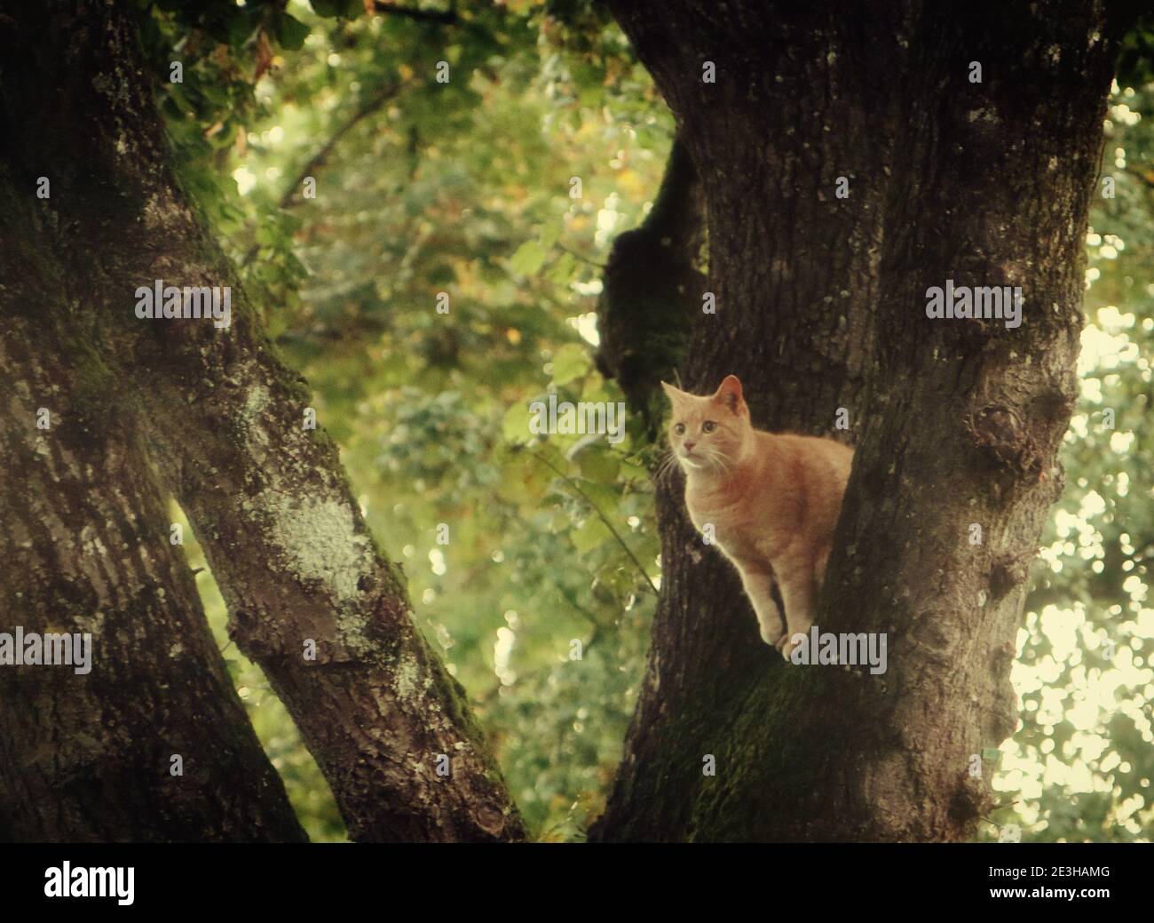 beautiful tabby cat on a tree branch fork, ready to jump ahead Stock Photo