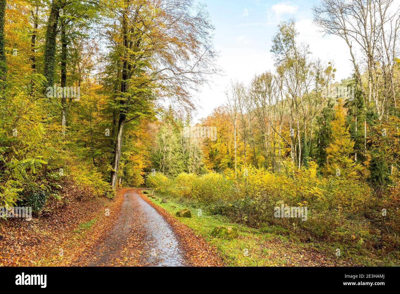 Autumn forests scene with country road leading down a hill Stock Photo