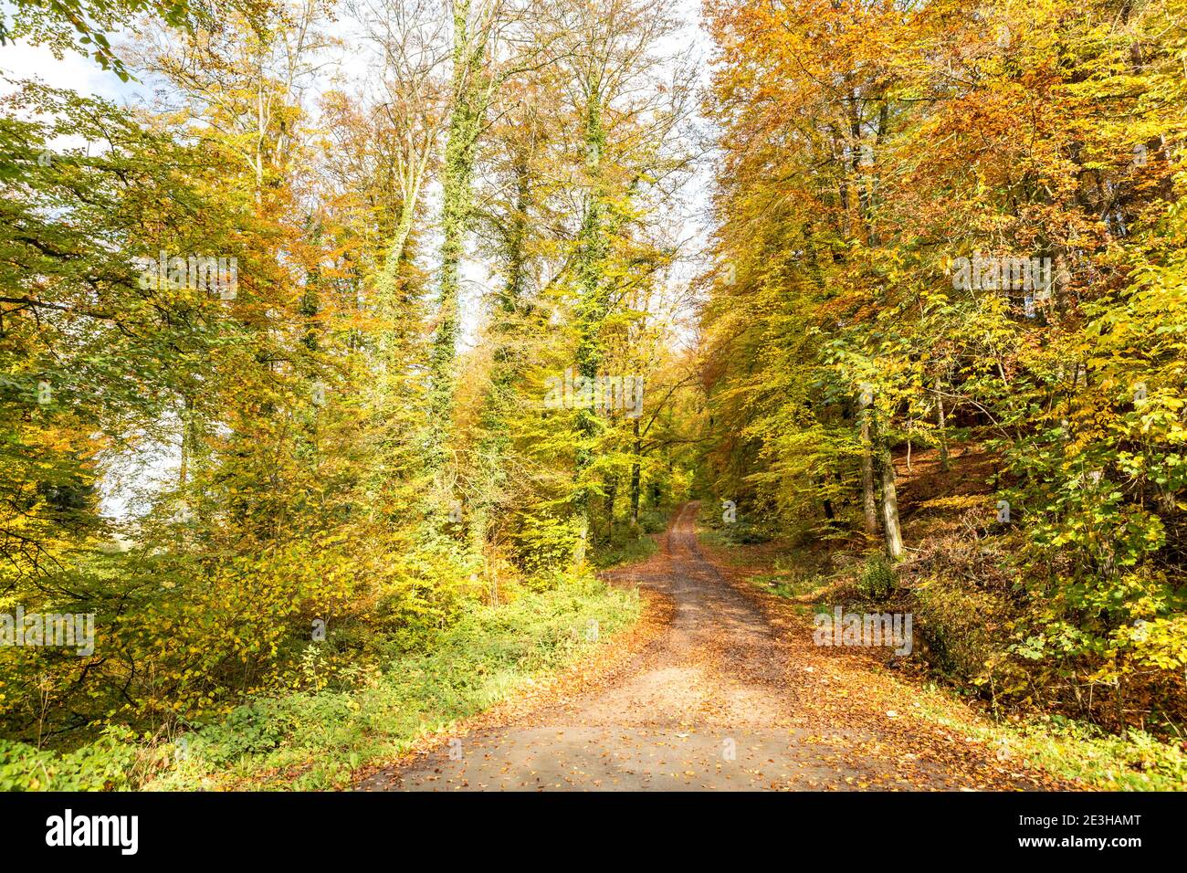 Autumn forests scene with country road Stock Photo