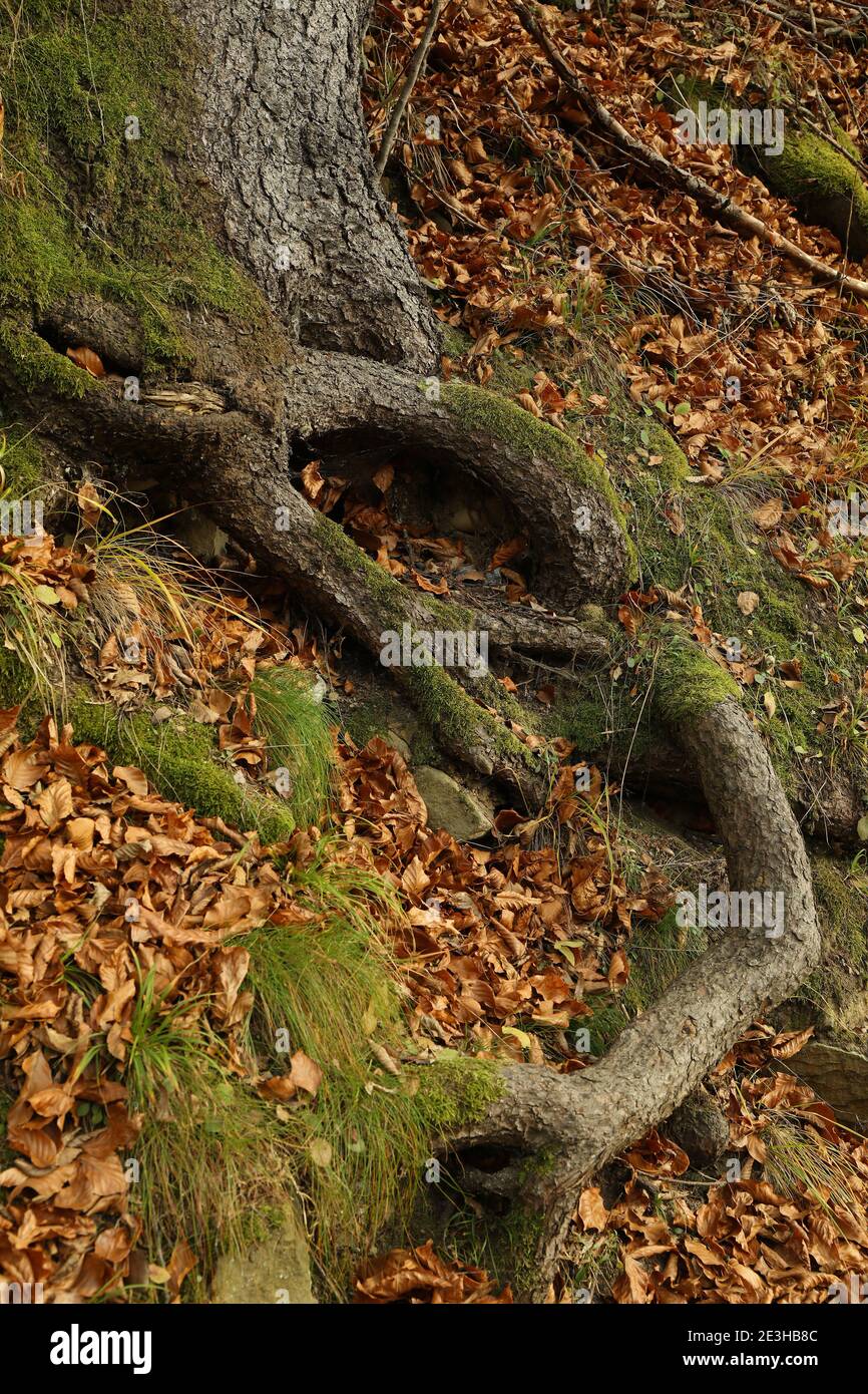 Tree roots in autumn hi-res stock photography and images - Alamy