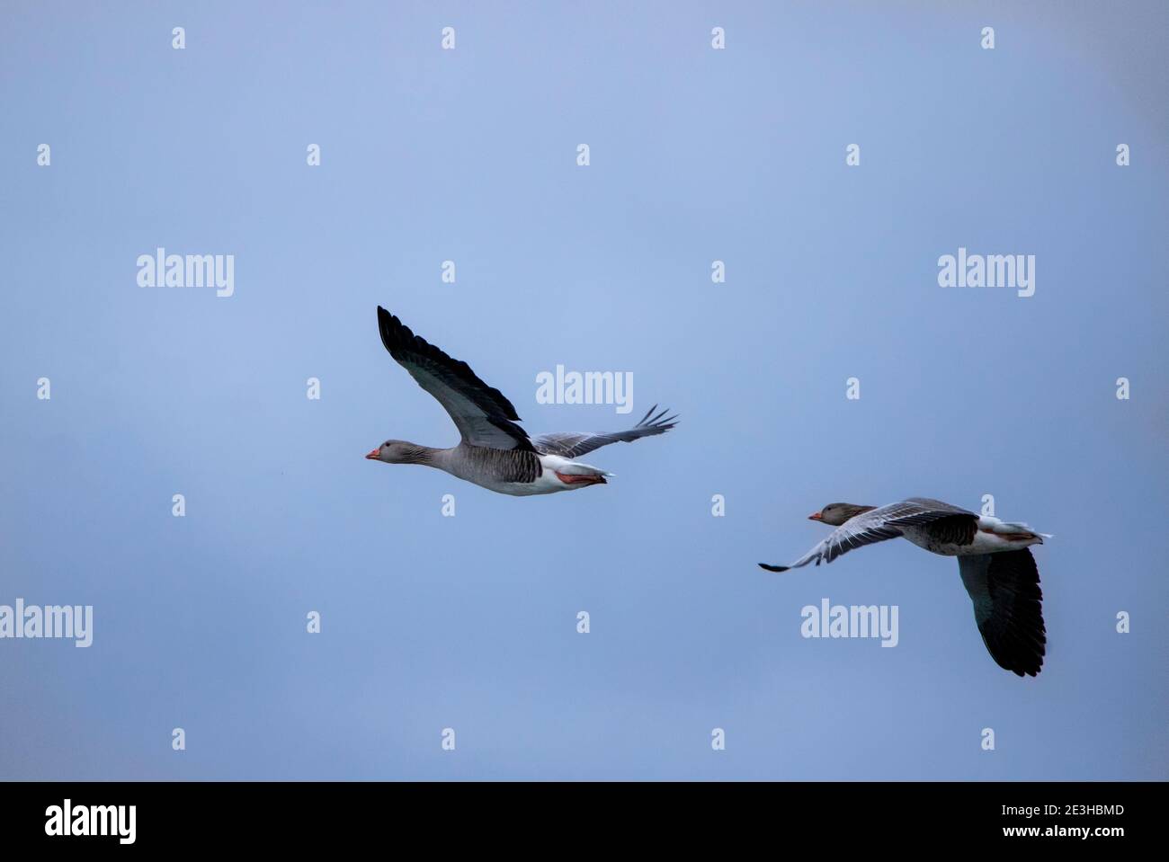 Greylag goose, Anser Anser, British Goose, in flight with Blue sky, Winter 2021 Bedfordshire, UK Stock Photo