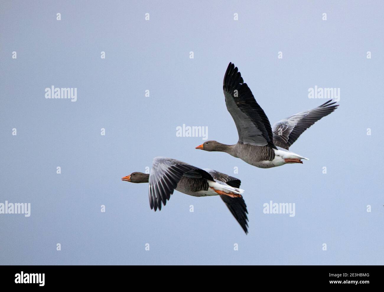 Greylag goose, Anser Anser, British Goose, in flight with Blue sky, Winter 2021 Bedfordshire, UK Stock Photo