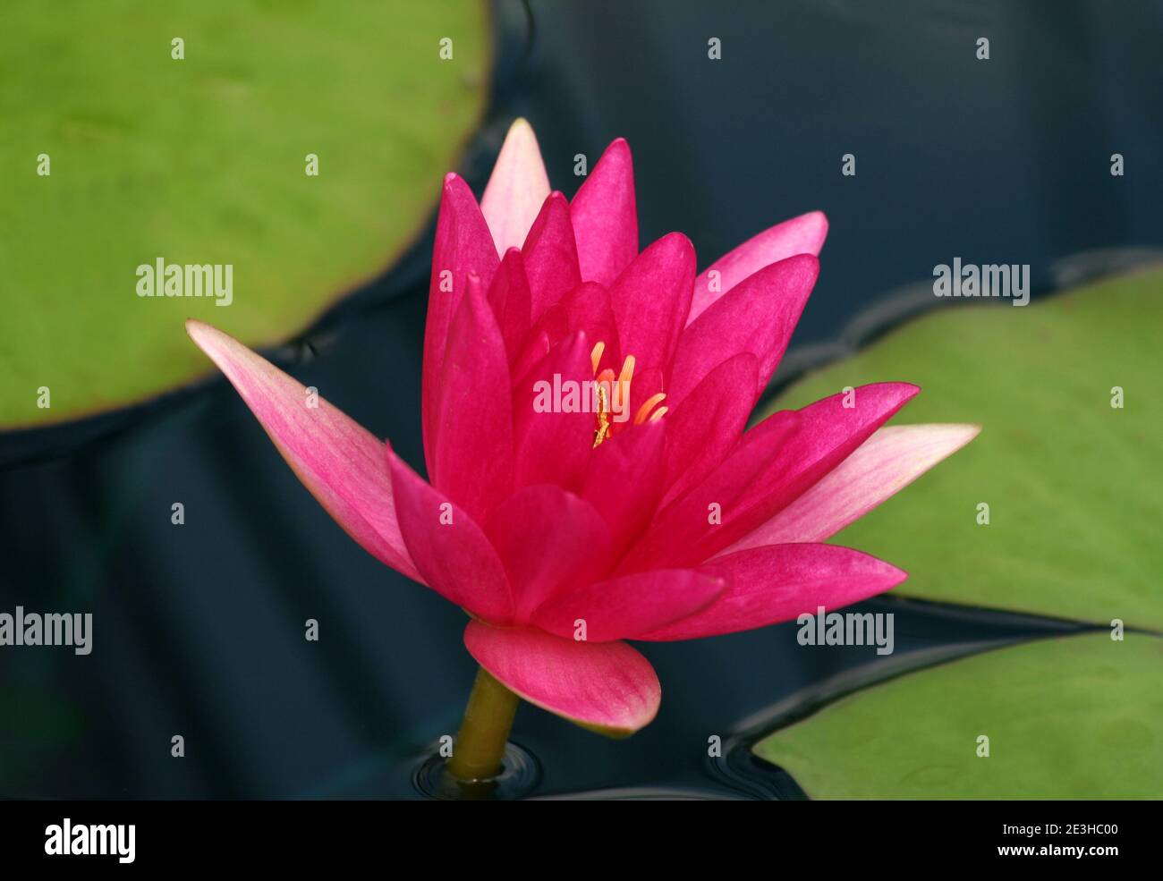 Pink waterlily with green lily pads at local lily pond Stock Photo Alamy