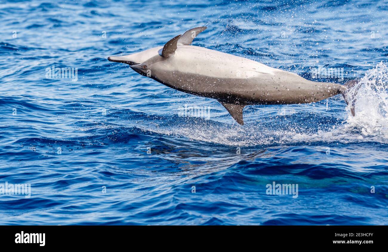 Spinner dolphin (Stenella longirostris) seen jumping and twisting in mid-air while whale watching at Weligama on the south coast of Sri Lanka Stock Photo