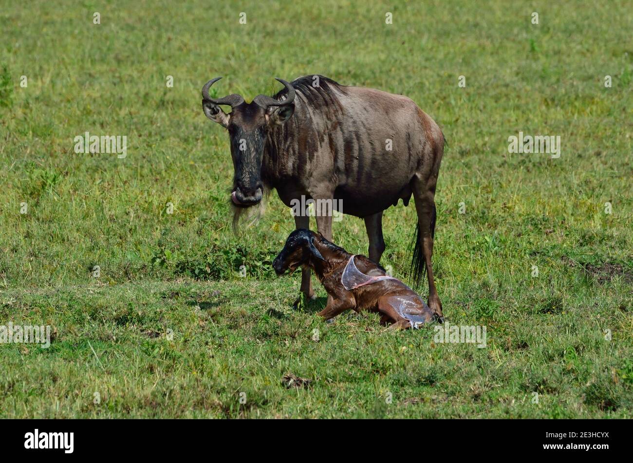 Birth of a gnu, Serengeti, Tanzania Stock Photo